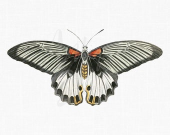 Butterfly Clip Art "Great Mormon" Vintage Digital Download Artwork Illustration for Card Making, Scrapbook, Invites, Collages, Crafts...