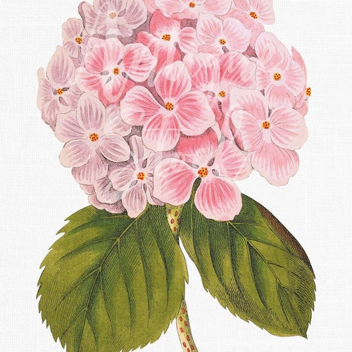 Flower Clipart pink Geranium Digital Download - Etsy