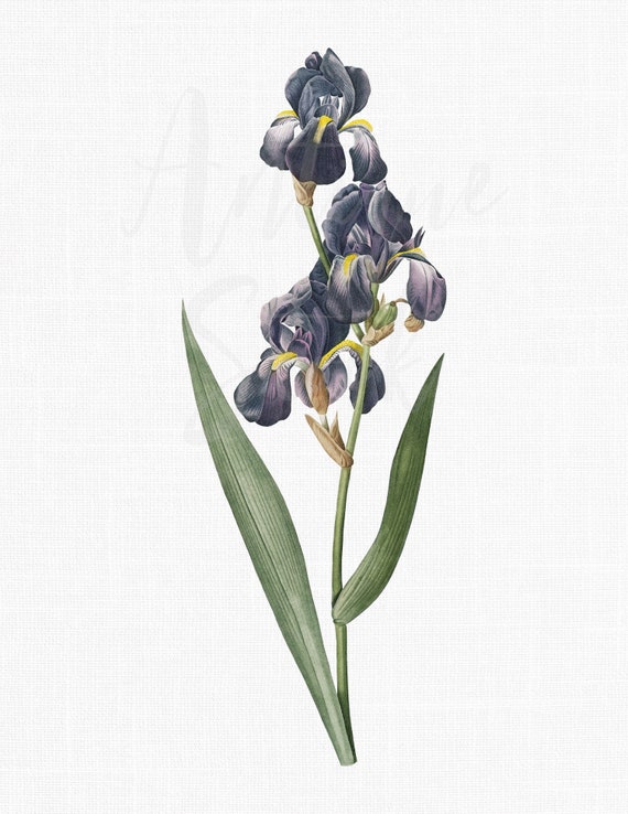 Printable Artwork Botanical Illustration "Sweet Iris" Digital Download for Crafts, Prints, Collages...