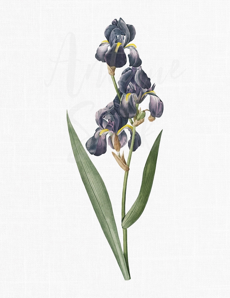 Puede incluir: Una ilustraci&oacute;n vintage de una flor de iris p&uacute;rpura con hojas verdes. La flor tiene tres flores y est&aacute; representada en un estilo realista.