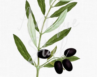 Botanische Illustration, Olivenzweig Clipart ""Black Olive"" digitaler Download PNG für Einladungen, Scrapbooking, Collagen, Drucke..."