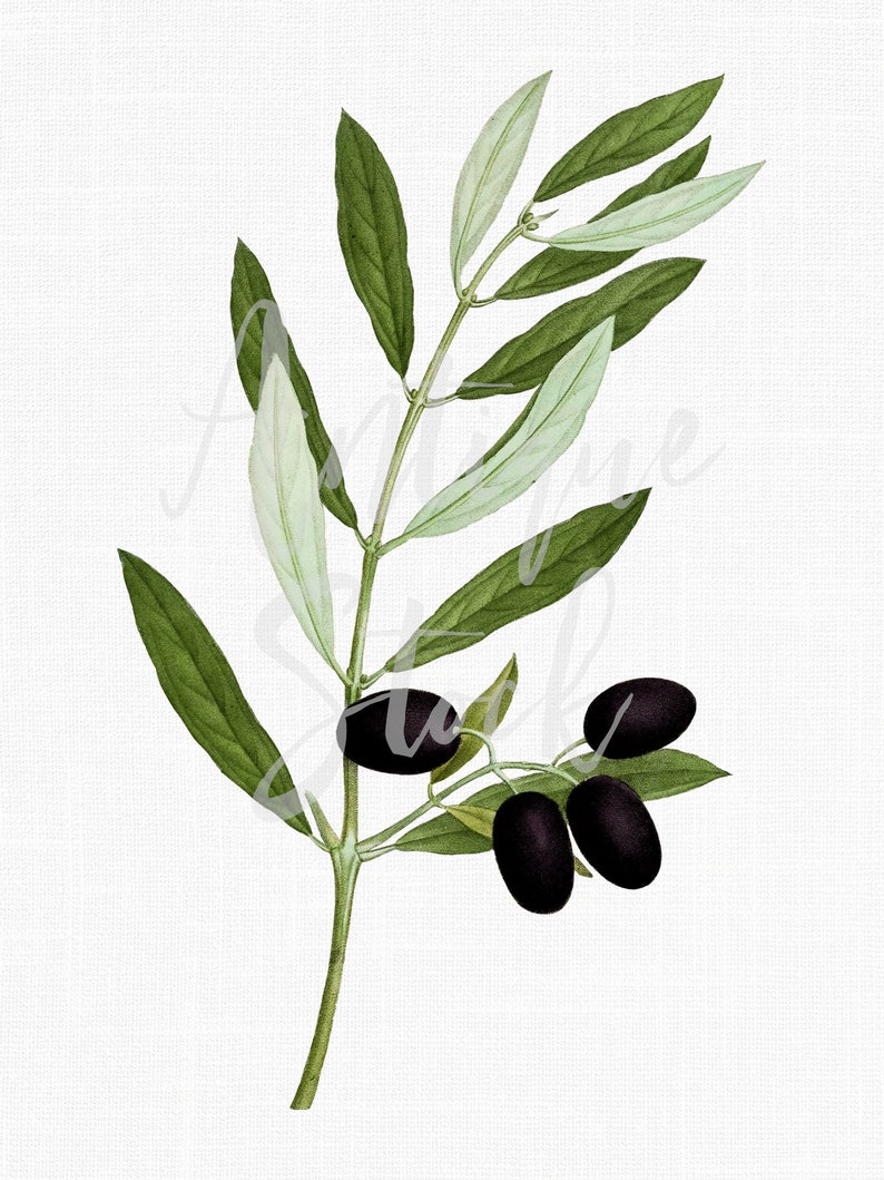 Illustration botanique, Olive Branch Clipart Black Olive Téléchargement numérique PNG pour invitations, scrapbooking, collages, impressions... image 1