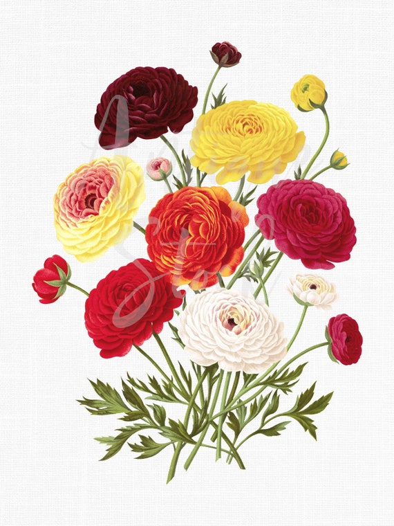 Flower Clipart Ranunculus Bouquet Botanische Etsy Nederland