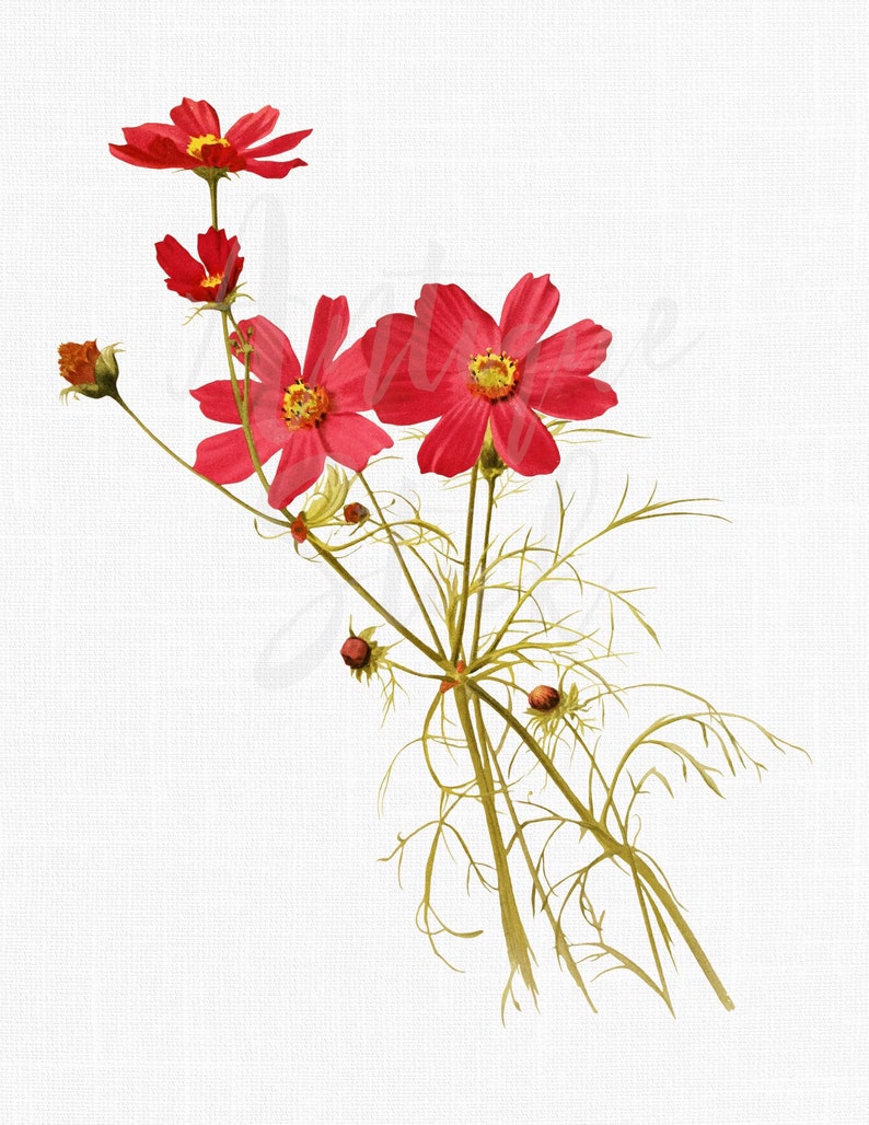 Watercolor PNG Flower Red Cosmos Printable Digital Download Image for Prints, Card Making, Scrapbook, Sublimation... image 1