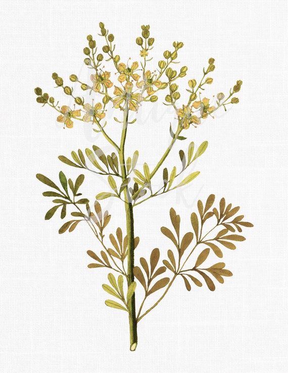 Rue Plant Drawing