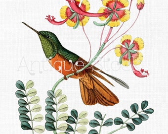 Hummingbird Old image Bird "Clytolaema Matthewsi" Vintage Illustration for Collages, Invitations, Tags, Stationery...