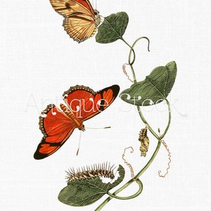 Vintage Image Butterfly - Julia Butterflies Drawing - Wydrukuj arkusz do kolaży, tworzenia kartek, projektowania graficznego, kalkomanii, zaproszeń...