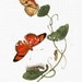 see more listings in the BUTTERFLIES | INSECTS section