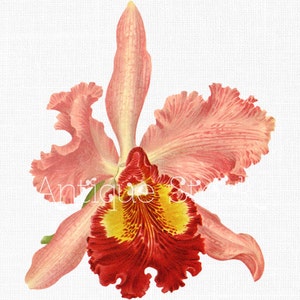 Clipart di fiori "Cattleya Hardyana" Illustrazione botanica vintage per la realizzazione di cartoline, album di ritagli, inviti, collage, arte della parete...