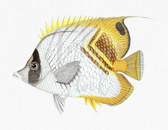 Fish Clip Art "Threadfin Butterflyfish" Printable Instant Download Image for Invitations, Crafts, Collages, Wall Decor...