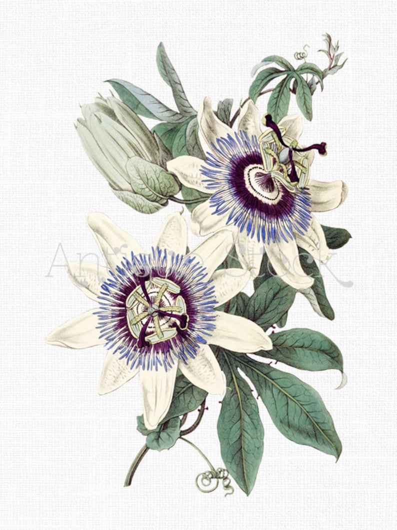 Vintage Flower Clipart blue Passion Flower PNG and Etsy