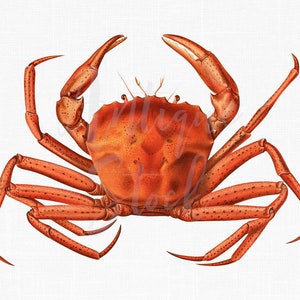 Krab Clipart Image "Deep-sea Red Crab" Vintage illustratie voor collages, grafisch ontwerp, decoupage, wanddecoratie, uitnodigingen...