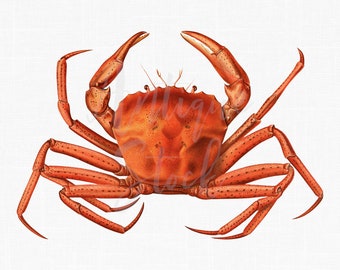 Crab Clipart Image &quot;Deep-sea Red Crab&quot; Vintage Illustration for Collages, Graphic Design, Decoupage, Wall Decor, Invites...
