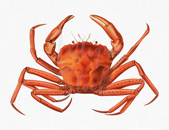 Crab Clipart Image deep-sea Red Crab Vintage Illustration for