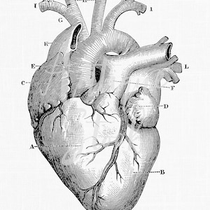 Anatomie Clipart "Anatomisch Hart" Digitale Download PNG Afbeelding voor Scrapbook, Muurkunst, Collages, Papierambachten, Kaarten...