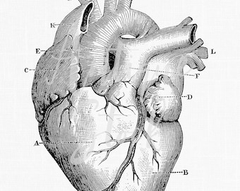 May include: Detailed black and white illustration of a human heart, showcasing anatomical features. The image includes labeled sections, providing a clear depiction of the heart's structure. Ideal for educational or medical-themed projects.