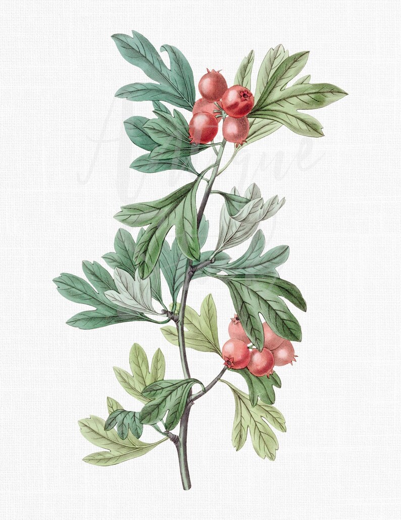 Botanical Illustration hawthorn Digital Download Etsy