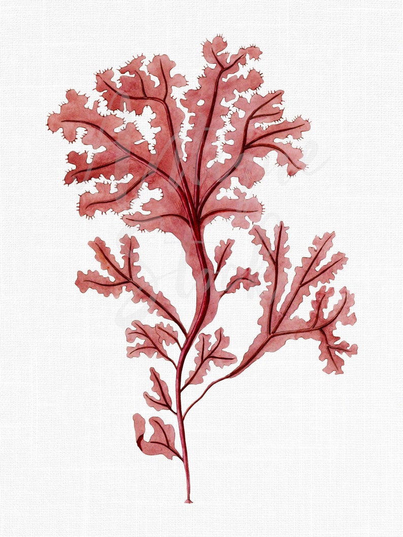 Seaweed Clip Art, Digital Download Rhodophyta Vintage Illustration PNG / JPG Image for Wall Decor, Crafts, Collages... image 1