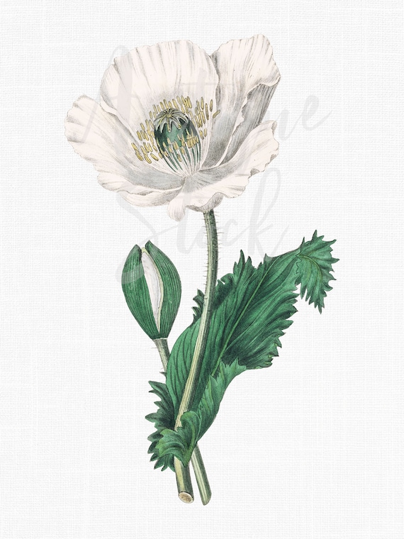 White Flower Image, Botanical Illustration PNG "White Opium Poppy" Digital Download for Scrapbooking, Paper Craft, Wedding Invitations...