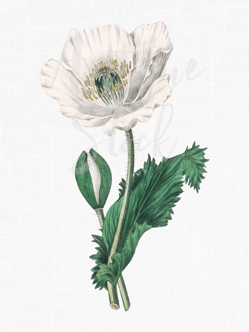 May include: A white poppy flower with a green bud and leaves. The flower has a white center with yellow accents.