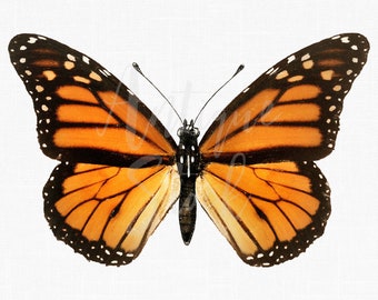 May include: A monarch butterfly with orange and black wings, featuring black veins and white spots. The butterfly is in flight with its wings spread wide.