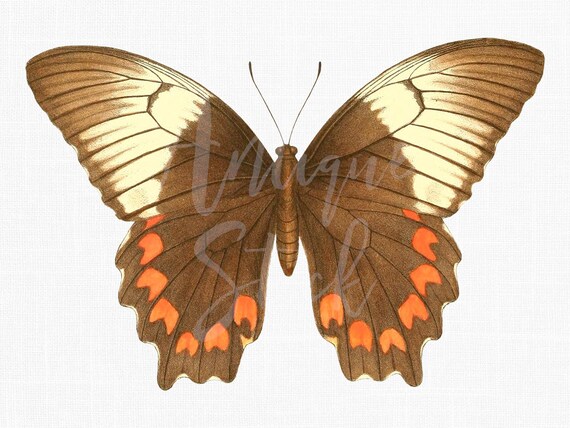papilio printable vinyl