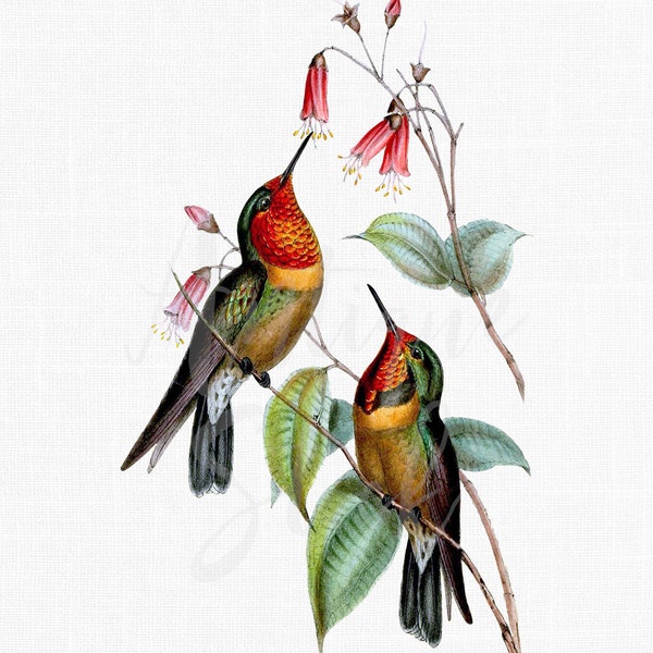 Bird Artwork, Hummingbird Clipart "Orange-throated Sunangel" Digital Download Image for Wall Art Prints, Invitations, Crafts...