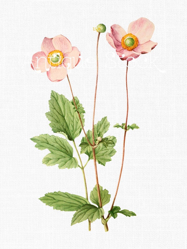 Pink Anemone Flowers Clipart "pink Windflowers" Botanical Illustration ...