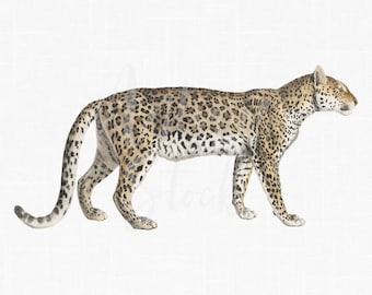 Imagens PNG + JPG de leopardo, clipart de animal vintage "Leopardo" Download digital de arte para convites, álbum de recortes, estampas, colagens, artesanato ...