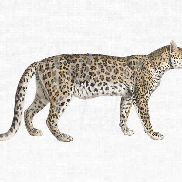Leopard PNG + JPG Images, Vintage Animal Clipart "Leopard" Digital Download Art for Invitations, Scrapbook, Prints, Collages, Crafts...