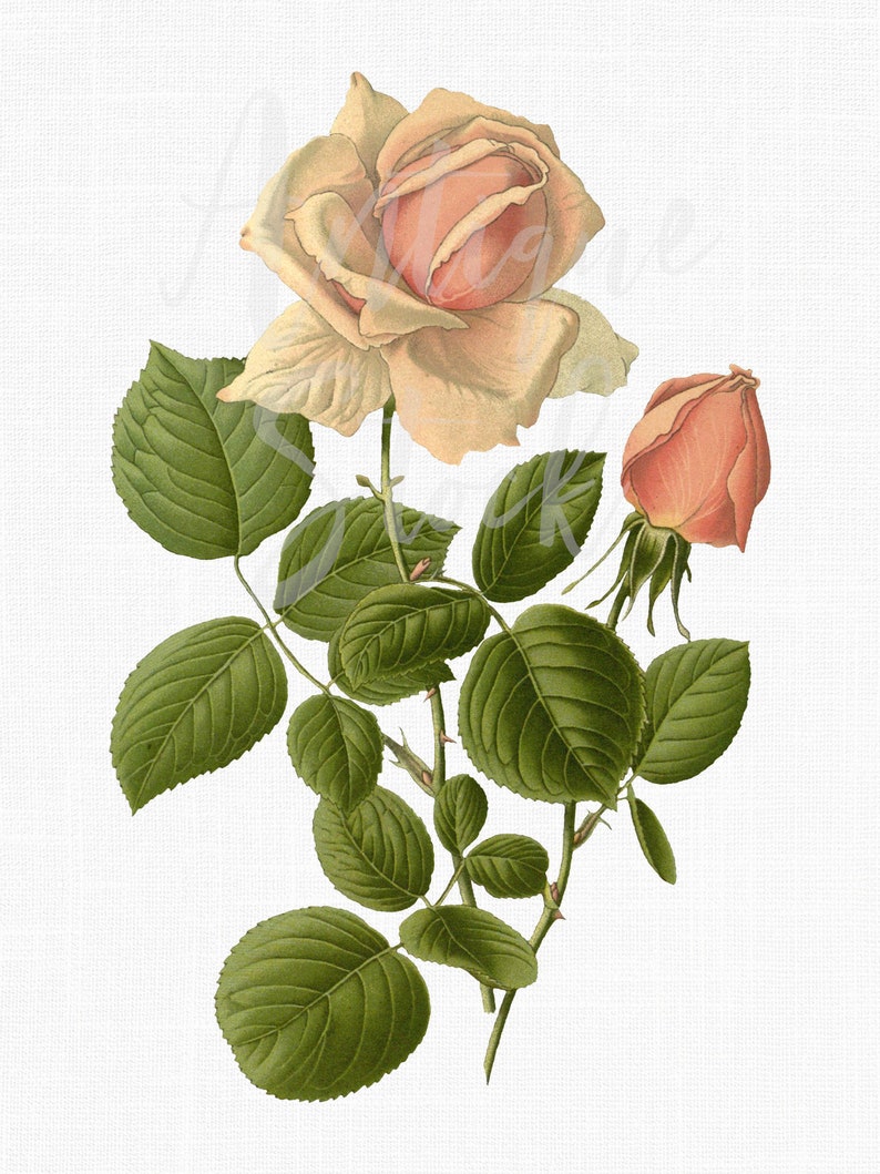 Op de afbeelding: Een vintage illustratie van een lichtroze roos met groene bladeren en stengels. De roos staat in volle bloei en heeft een delicate, vrouwelijke uitstraling.