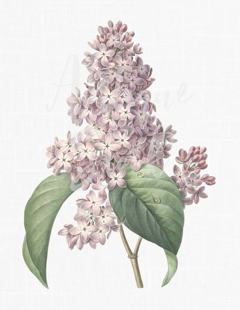 May include: A botanical illustration of a lilac branch with clusters of small, pale purple flowers. The image features green leaves and a light background, showcasing the delicate details of the floral arrangement.
