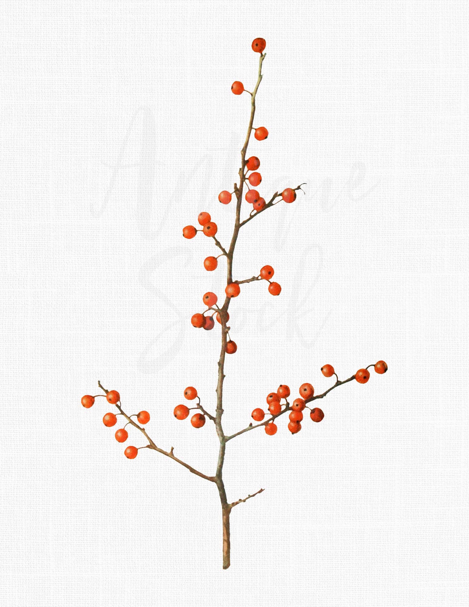 Pine Branch Clipart virginia Pine Botanical Illustration Digital Download  for Crafts, Wall Art, Collages, Transfers, Scrapbooking 
