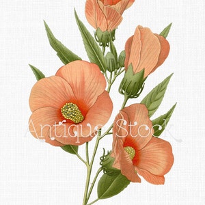Image de fleur d’hibiscus « Rose des marais-mauve » Ancienne illustration botanique pour impressions, découpage, collages, invitations, cartes...
