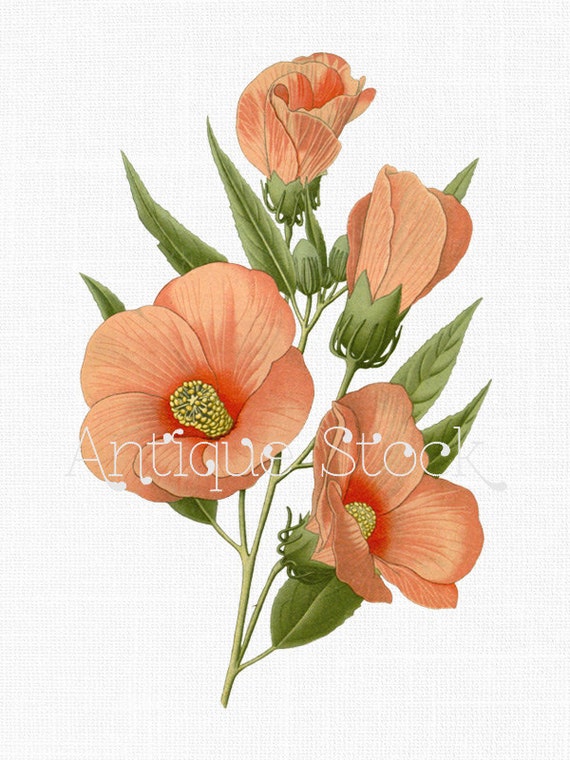Hibiscus Flower Image "Swamp Rose-mallow" Old Botanical Illustration for Prints, Decoupage, Collages, Invitations, Cards...