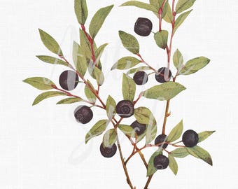May include: A watercolor painting of a branch with green leaves and dark purple berries. The berries are clustered together on the branch, and the leaves are arranged around them.