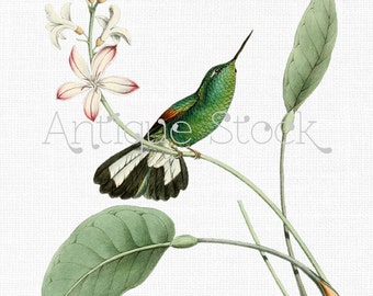 Bird Clipart "Stripe-tailed Hummingbird" Printable Digital Download for Prints, Scrapbook, Mix Media Art, Crafts, Cards, Invitations...