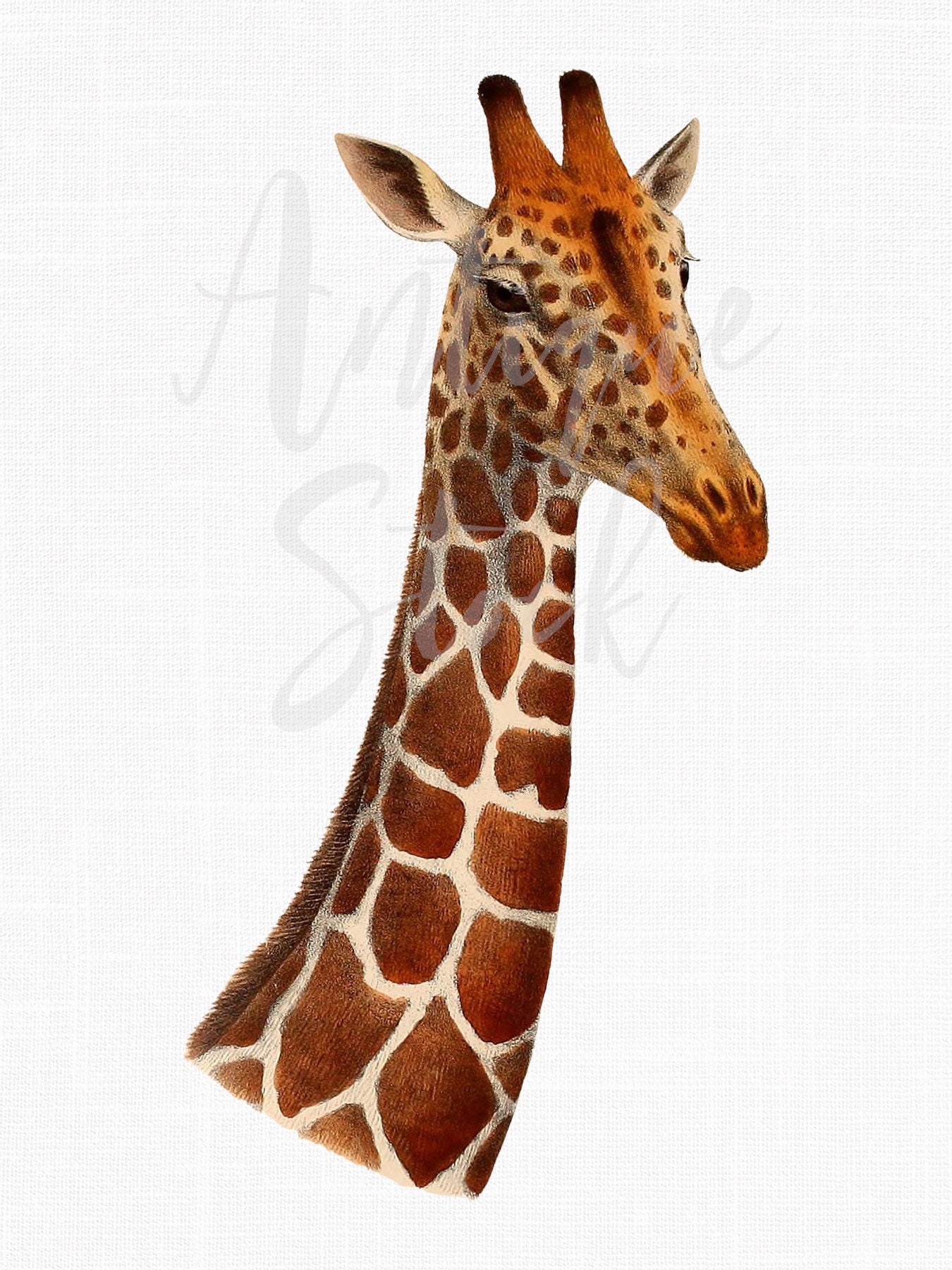 Giraffe Head Antique Image Giraffe Drawing African Animal | Etsy