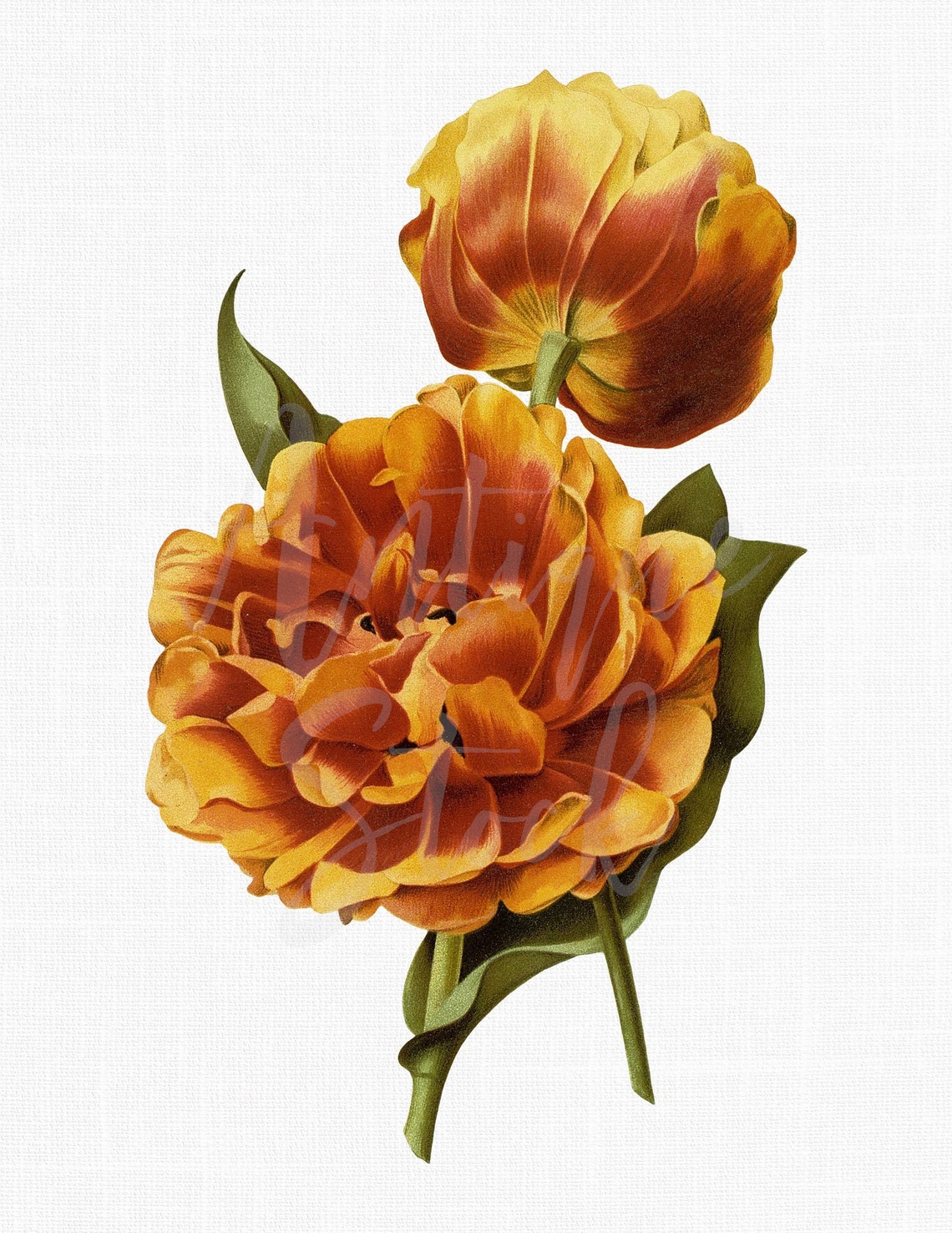 Printable Botanical Print tulip Double Instant | Etsy
