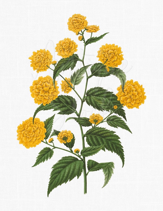 Yellow Japanese Rose Vintage Botanical PNG JPG