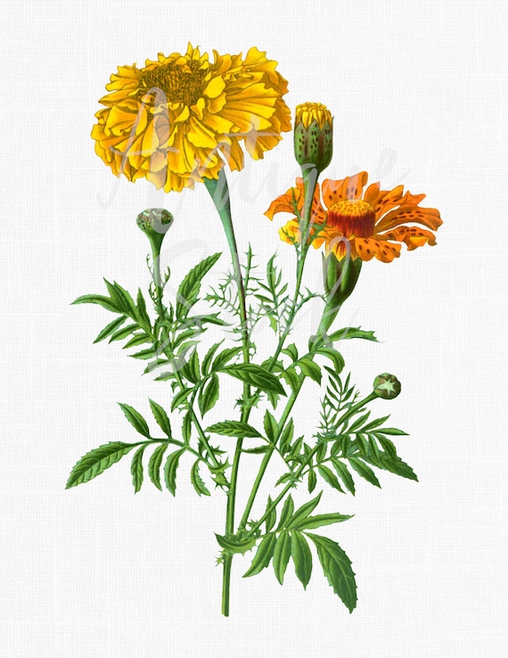 Flower Clip Art &quot;Aztec Marigold&quot; Digital Download, Autumn Botanical Illustration Image for Invitations, Crafts, Collages, Wall