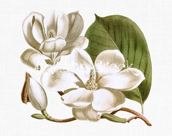 White Flowers "Yulan Magnolia" Digital Download Botanical Illustration for Invitations, Collages, Stationery, Decoupage, Crafts...