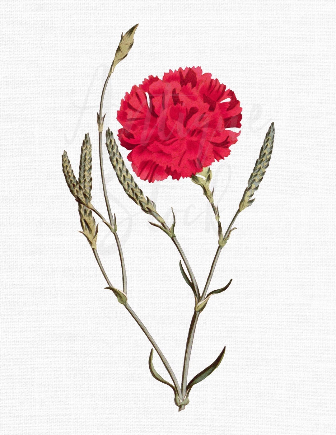 Flower Clipart carnation Instant Download PNG Etsy