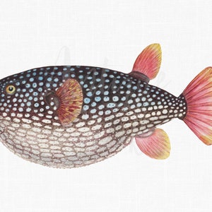 Fisch Clipart Druckbares Bild "Gillbanks Globe Fish" Digital Sofort Download Illustration für Wandbilder, Collagen, Transfers..."