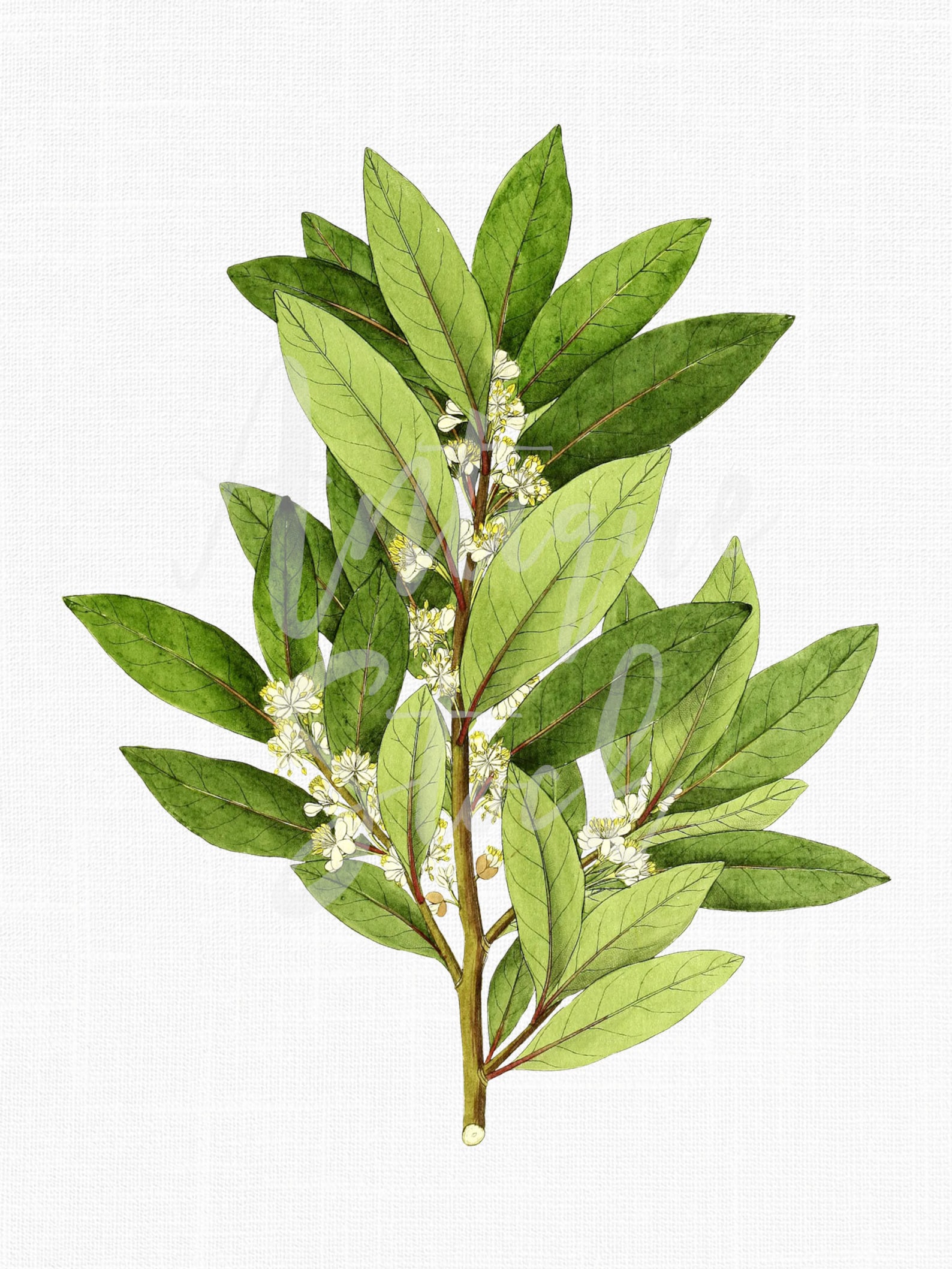 Laurel Clipart, Digital Image Instant Download "bay Leaf" Vintage Herb ...