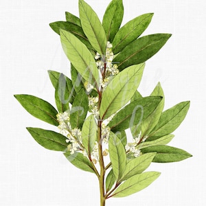 Op de afbeelding: Waterverfillustratie van een laurier tak met groene bladeren en kleine witte bloemen. De bladeren zijn heldergroen met zichtbare nerven en de bloemen zijn geclusterd langs de stengel. De achtergrond is een witte textuur.