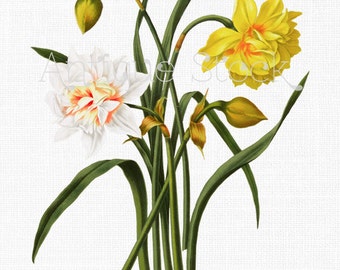 Flower Clipart Image "Narcissus Hybrids" Botanical Illustration Instant Download for Prints, Scrapbook, Wall Art, Collages, Paper Crafts...