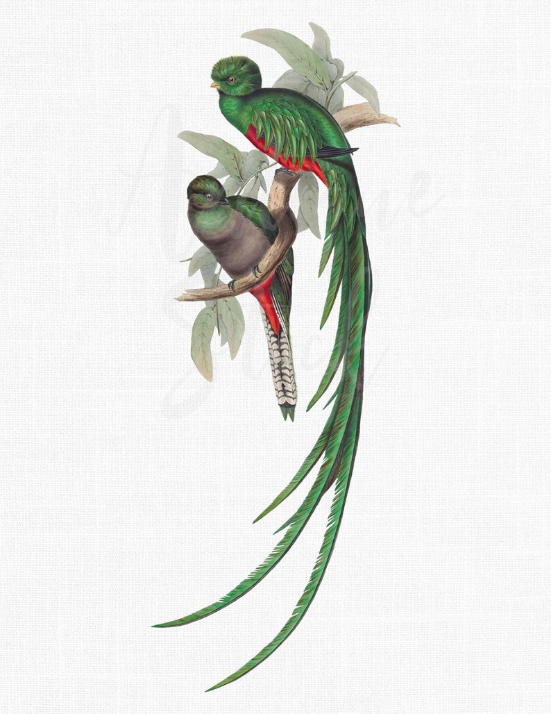 Puede incluir: Dos p&aacute;jaros verdes y rojos con largas colas verdes posados en una rama con hojas verdes. Los p&aacute;jaros tienen marcas negras y blancas en sus alas y vientres.