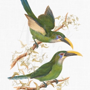 鳥ポスター This item is unavailable - Etsy