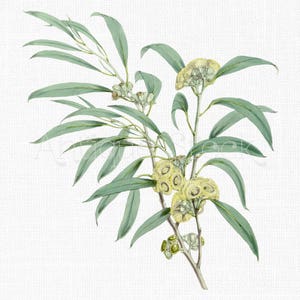 Flowers Clipart "Eucalyptus" Botanical Art Digital Download for Wall Art Prints, Wedding Invitations, Collages, Crafts...